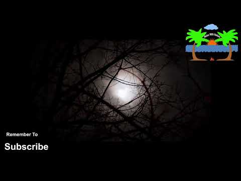 The Soothing Sound of Night Creatures  Owls, Bats, Cats, and more   12 Hr