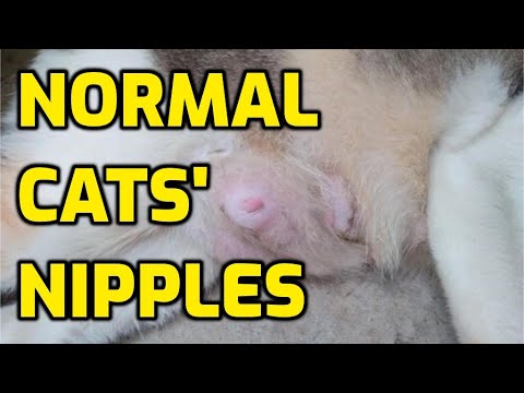 What Should A Cat's Nipples Look Like?
