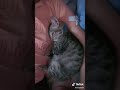 Pussy Sri Lankan Nice Pussy Pussy Cat Hot Pussy Sri Lankan Girl Pussy Pet Cat Cute