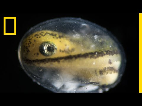 See a Salamander Grow From a Single Cell in this Incredible Time-lapse | Short Film Showcase