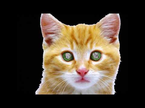 Video thumbnail for Pets