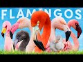 All 6 Flamingo Species How To Identify Them