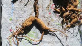 preview picture of video 'Alabama Wild Ginseng- digging Ginseng'