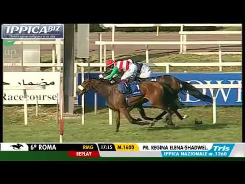 Act of War - Premio Regina Elena, Gr.3