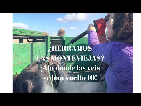 ¿HERRAMOS LAS MONTEVIEJAS? ¡Ahí donde las veis se han vuelto 10!