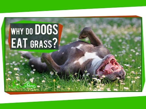 Why Do Dogs Eat Grass?