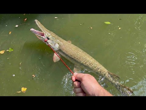 池の主アリゲーターガーを捕獲する