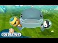 Octonauts The Great White Shark Series 2 Full Episode 3 Cartoons For Kids
