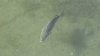 speckled seatrout love the Dragonfly Emerger flats skiff...