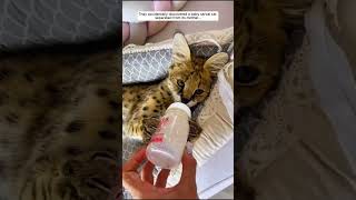 They Found a Baby Serval Cat Alone in Their Backyard #serval #servalcat #cat #animals #rescue #cute