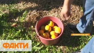 Украинская хурма: полезные свойства и как выращивают