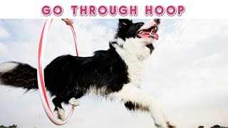 Teach Your Dog to Jump Through Hoop | Easy Dog Tricks