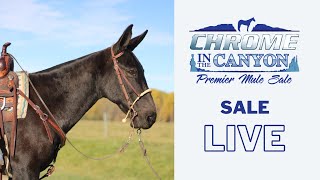 2024 Chrome in the Canyon Premier Mule Sale ~ LIVE