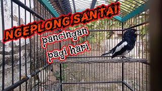 Download lagu kacer ngeplong santai cocok buat pancingan pagi hari mp3