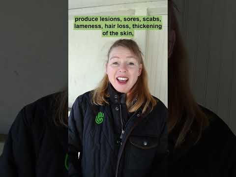 Scratches, equine pastern dermatitis, mud fever, and dew poisoning in horses