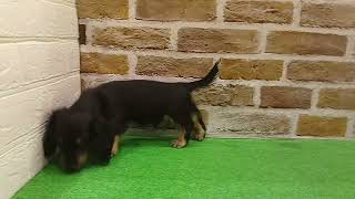 ミニチュアダックスの動画01