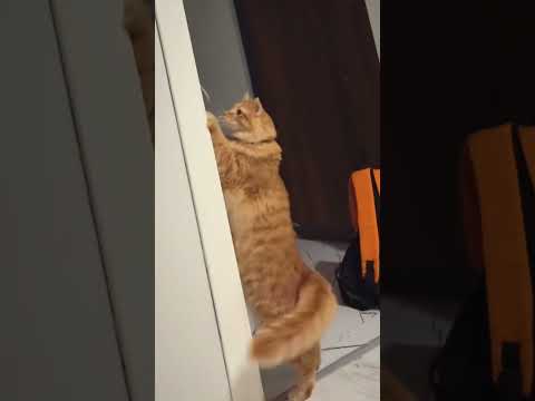 My Memories #funny #animals #comedy #cute #cutecat #cat #catlover #cats #catshorts #kitten #kitty