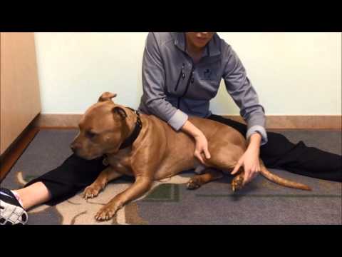 Passive Range of Motion Hind Leg