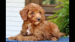 Video preview image #1 Goldendoodle (Miniature) Puppy For Sale in NARVON, PA, USA