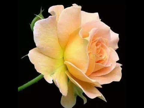 အရိပ်တစ်ခုပိုင်ဆိုင်ခြင်း နီနီခင်ဇော် (တေးရေး လင်းနစ်)