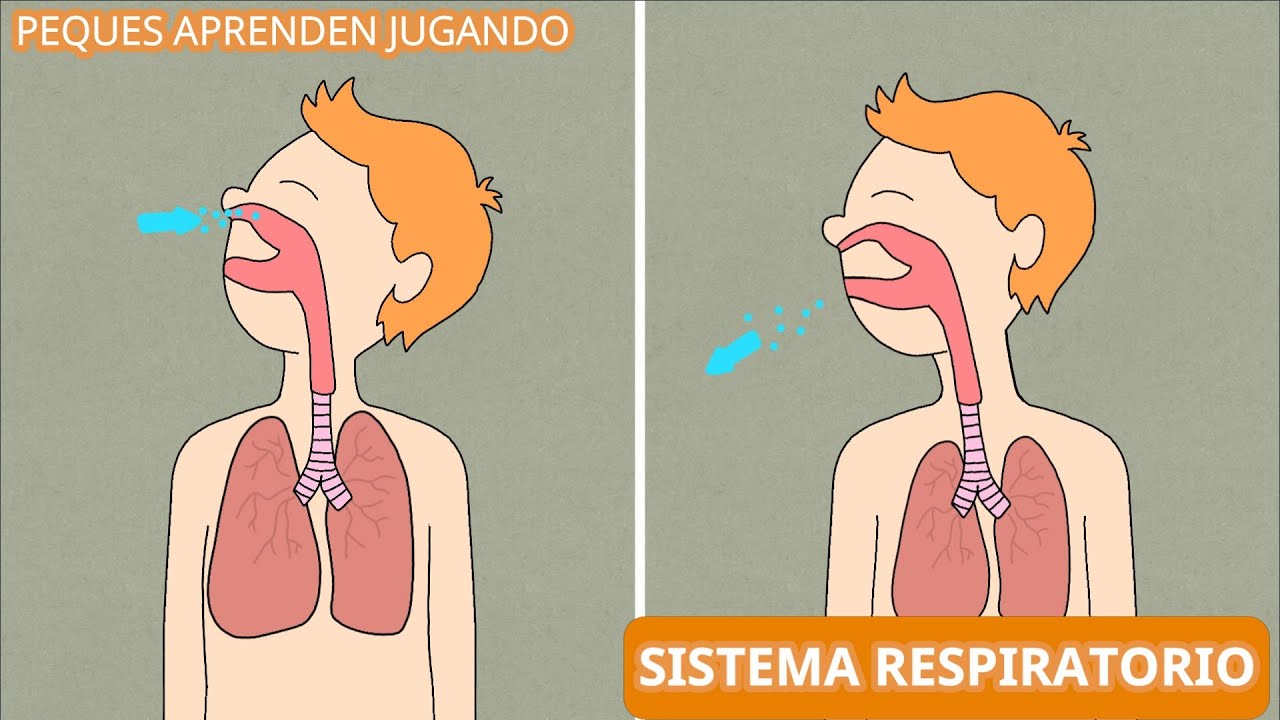 El sistema respiratorio para niños  Video del aparato respiratorio de Peques Aprenden Jugando