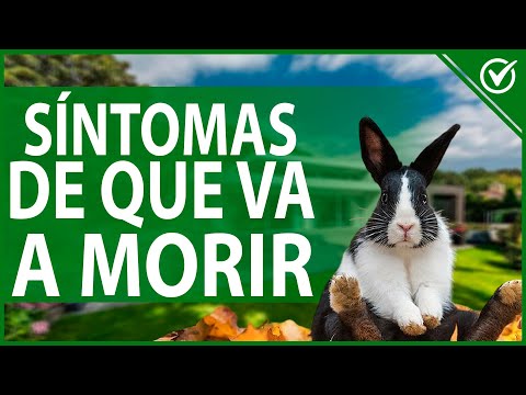 , title : '🐰 Qué Hacer si mi Conejo se Muere - Síntomas Previos y Cómo Manejar la Situación 🐰😔'