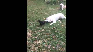 Dog playing with a chicken