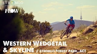 Stromlo Forest Park - Western Wedgetail and Skyline