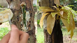 Method for grafting fruit trees using bananas for beginners
