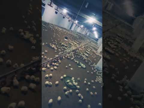 ماشاءاللہ اج3 دن چوزا🐓🐓🐓