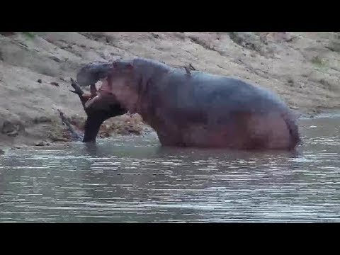 Djuma: Hippo rearranging log in the dam - 18:01 - 03/20/20