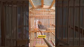 Download lagu Pancingan Prenjak Sepasang Gacor#prenjakgacor#prenjakbetinagacor#prenjakpikat#prenjakjantan#trueline mp3