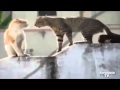 ПРИКОЛЫ С КОШКАМИ #34 РЖАКА :D ( Funny Cats Compilation ...