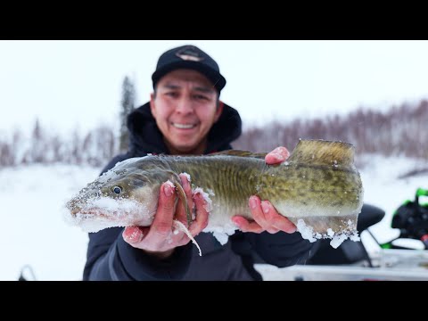 Bound for Burbot