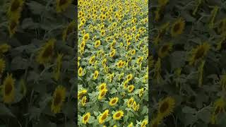 向日葵風の踊り