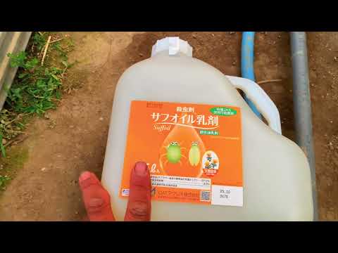 , title : '#125【トマト栽培】収穫スタート！家庭菜園でも使える野菜に優しい殺虫剤'