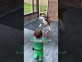 Dog Visits His Human Baby Brother Crib Every Morning | The Dodo