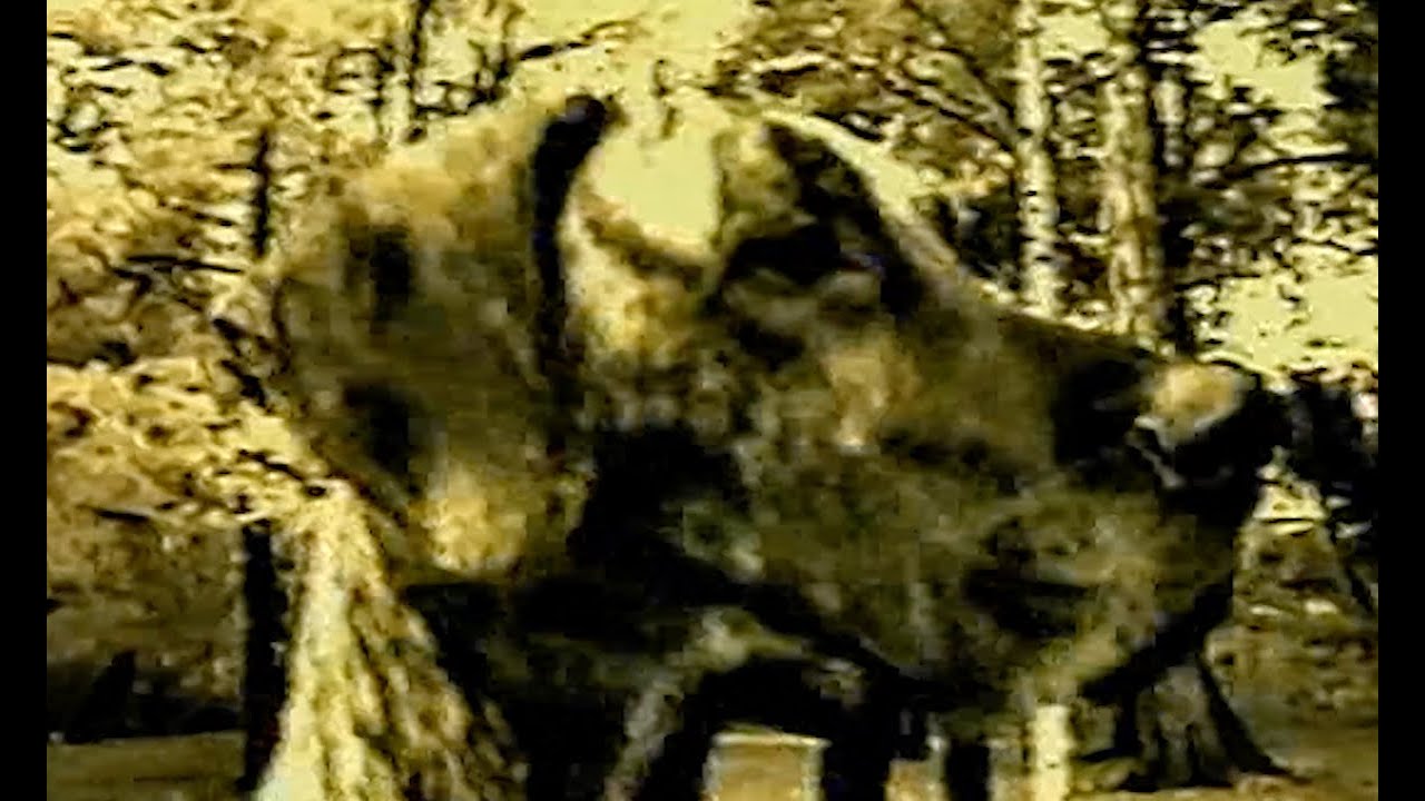 HIM - Wicked Game (1996) - YouTube
