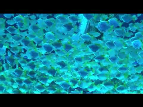 SOMETHING DIFFERENT (DAXTEN REMIX) - CLNGR featuring MATT BLOYD and DAXTEN