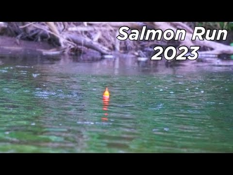 Small Water KING SALMON BOBBER DOWNS! - River Salmon Fishing 2023