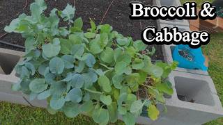 Transplanting BRASSICAS Successfully at Home?