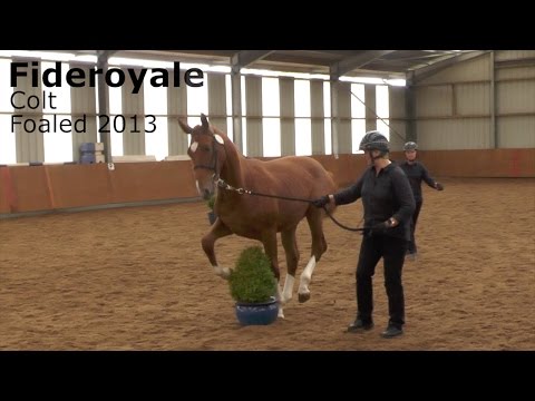 Fideroyale, young colt, and the bush