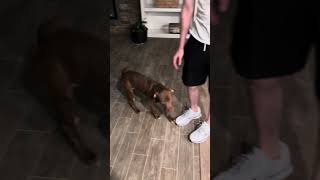 Video preview image #1 Mutt Puppy For Sale in Oakhurst, NJ, USA