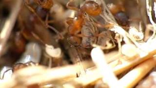 preview picture of video 'Ants at work in slow motion and super macro.'