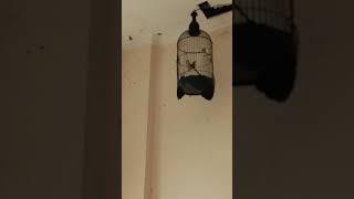 Download lagu Pleci isian walet mp3