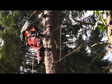 Abtragen einer Tanne