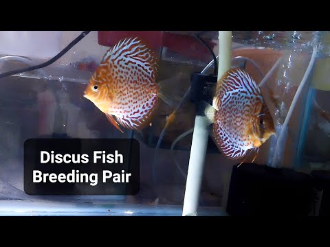 Discus fish tank setup and feeding