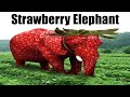Strawberry Elephant
