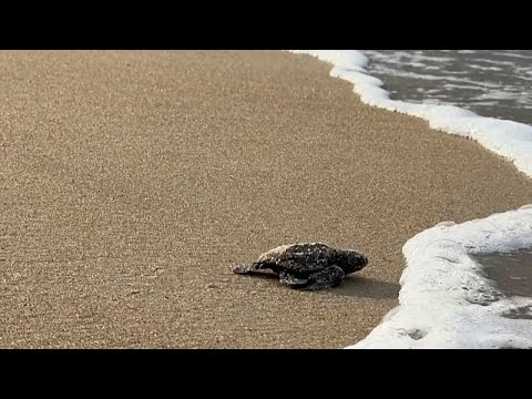Video Thumbnail: Gabon’s tiny turtles race against extinction as funding for protection dries up