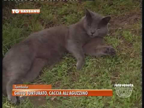 TOMBOLO: GATTO TORTURATO, CACCIA ALL'AGUZZINO - Rete Veneta